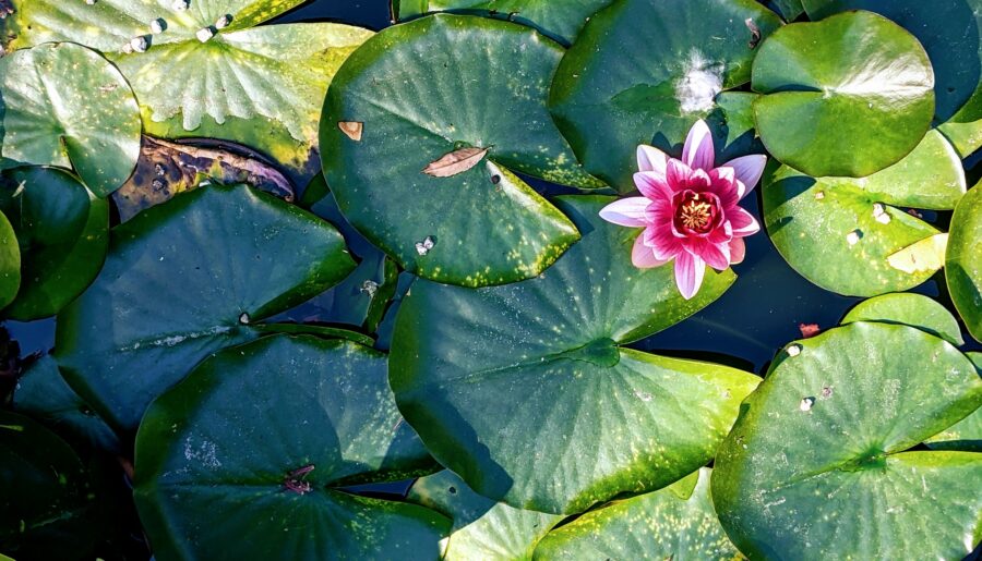 flor de loto lotus